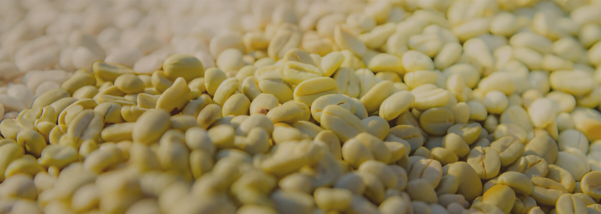 Arabica coffee